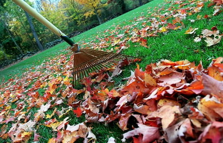 Fall Clean Up